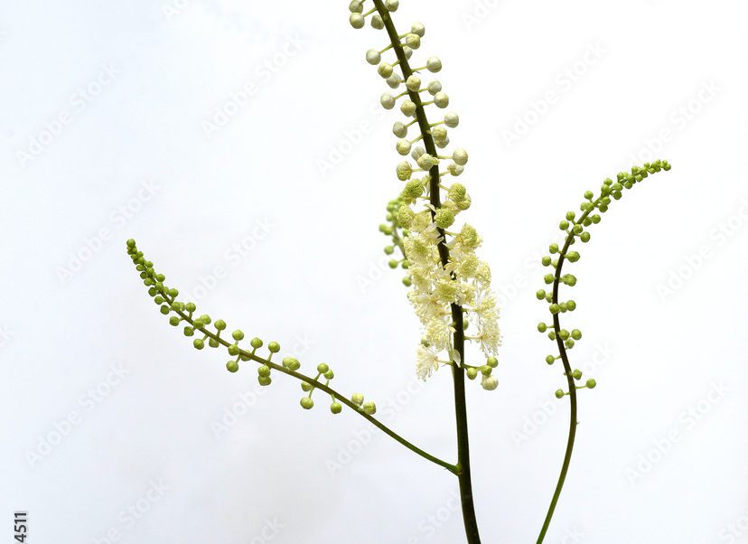 Actaea-racemosa planta medicinal