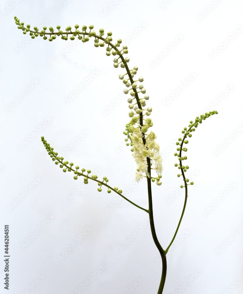 Actaea-racemosa planta medicinal